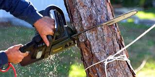 Best Commercial Tree Services  in Pomona Park, FL